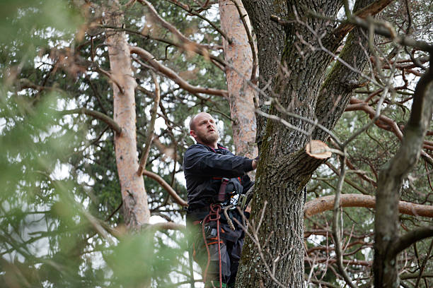 Professional Tree Removal Services in Absecon, NJ